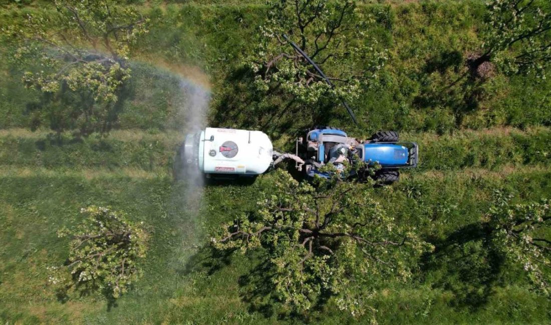 Sakarya’da yetiştirilerek Türkiye’nin yanı sıra dünyanın birçok ülkesine gönderilen ve