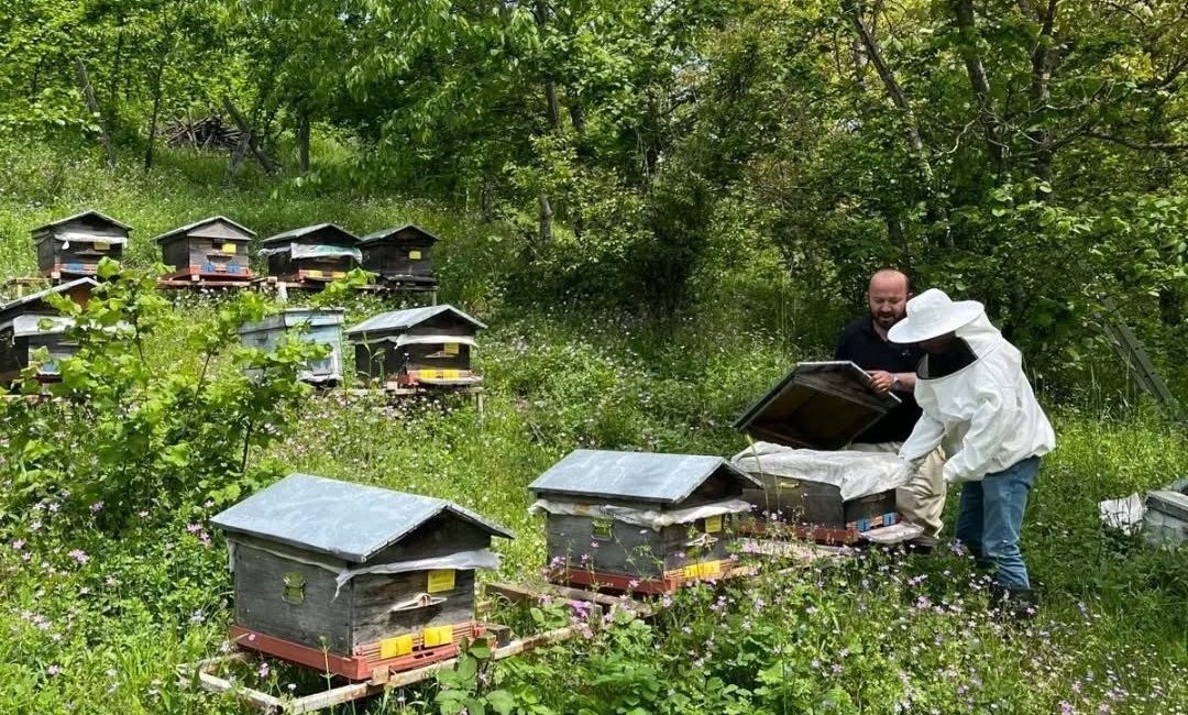 Düzce’de yıllık 502 ton üretiliyor DÜZCE(İHA) – Düzce’nin Yığılca ilçesinde 58 bin adet arılı kovanda