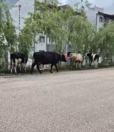 Bilecik’te kurulan hayvan pazarından kaçan büyükbaş havanlar gezintiye çıktı. Bilecik