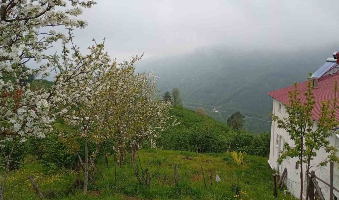 Hendek’in yüksek kesimlerinde bahar ve sis bir arada Sakarya’nın Hendek ilçesinde yüksek rakımlı bölgelerde baharın gelişi ve etkili