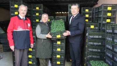 Kastamonu’nun İnebolu ilçesinde çiftçilere 124 bin 880 adet sebze fidesi