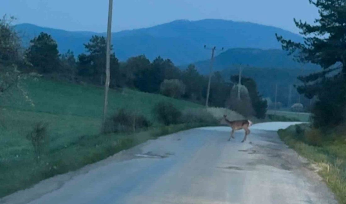 Bolu’nun Mudurnu ilçesine bağlı Taşkesti beldesinde, yolun karşısına geçmeye çalışan