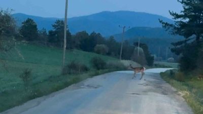 Bolu’nun Mudurnu ilçesine bağlı Taşkesti beldesinde, yolun karşısına geçmeye çalışan