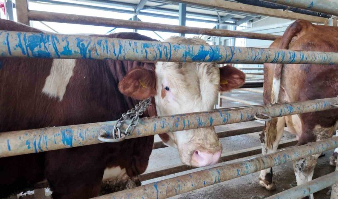 Kocaeli Büyükşehir Belediyesi, Kurban Bayramı öncesinde vatandaşların kesim işlemlerini daha