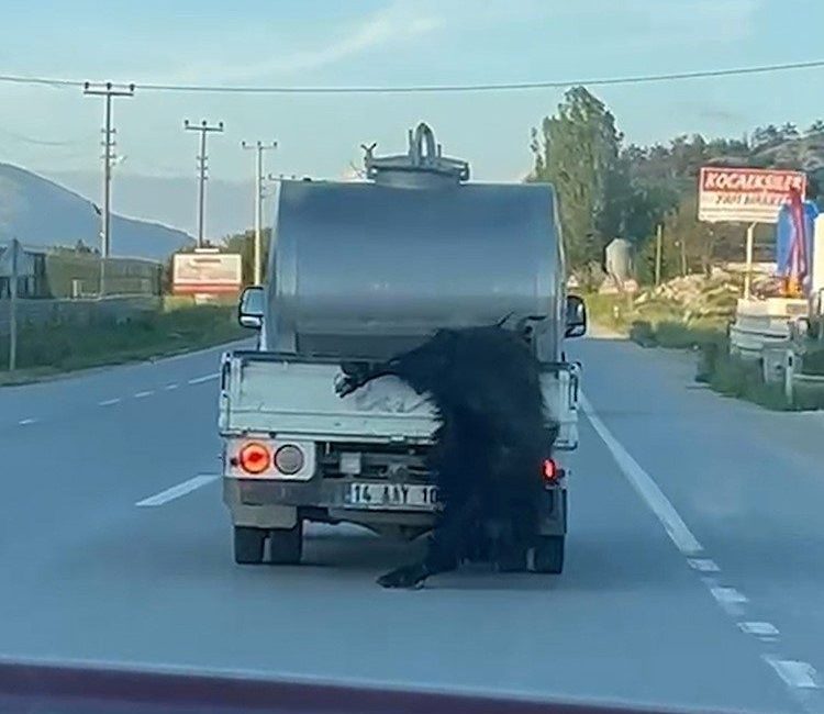 Bolu’da kurbanlığı bacaklarından bağlayıp hareket halindeki süt aracının arkasından sarkıtan