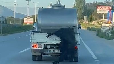 Bolu’da kurbanlık hayvanın bacaklarından bağlanarak hareket halindeki süt aracının arkasından