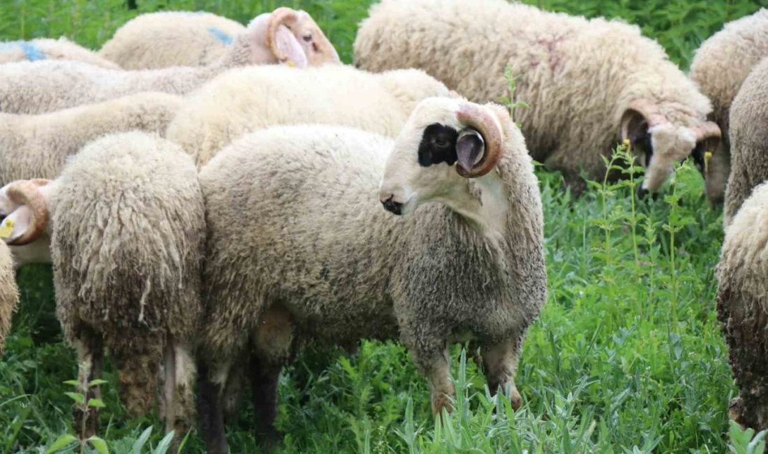 Bolu’da Kurban Bayramı’na sayılı günler kala hayvan pazarları ve besihanelerde