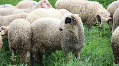 Bolu’da Kurban Bayramı’na sayılı günler kala hayvan pazarları ve besihanelerde