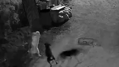 Kastamonunun Bozkurt ilçesinde köye giren kurtlar, boğdukları köpeği ormana götürdü.