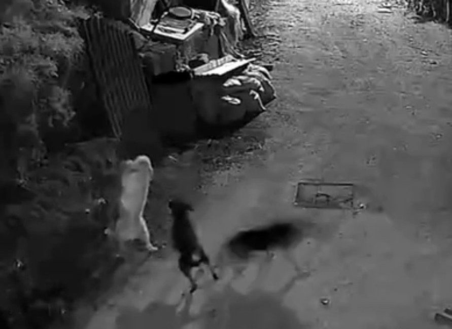 Kastamonunun Bozkurt ilçesinde köye giren kurtlar, boğdukları köpeği ormana götürdü.
