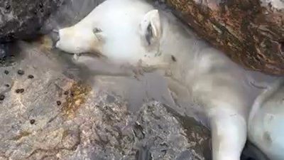 Sakarya’nın Karasu ilçesinde Sakarya Nehri’nin Karadeniz’le buluştuğu noktada kayalıklara sıkışmış