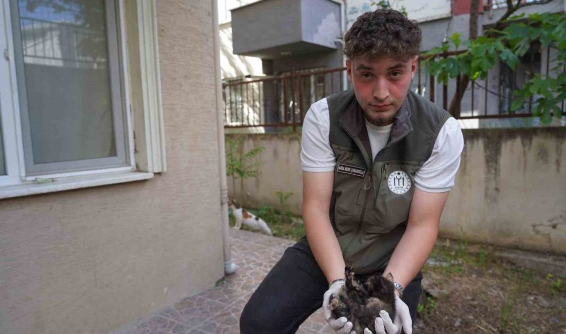 Bilecik’te belediye ekipleri cadde üzerindeki mazgala sıkışan kedi yavrularını kurtardı.