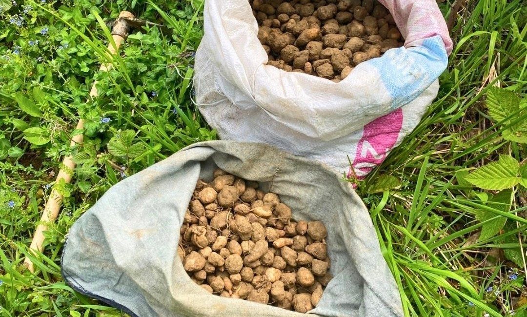 Nesli tehlike altındaki salep yumrularını toplayan kişiye 699 bin TL ceza Kocaeli’de nesli tehlike altında bulunan salep orkidelerinin izinsiz toplanması üzerine