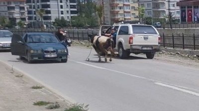 Kastamonu’nun İnebolu ilçesinde kurban pazarından kaçan dana, saatler süren kovalamacanın
