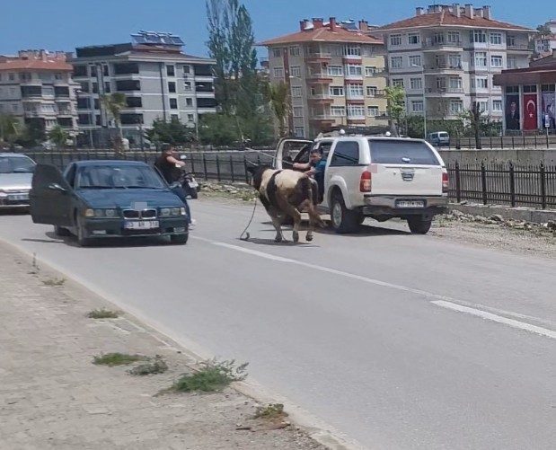 Saatlerce peşinden koştular: Kurbanlık dana ilçeyi birbirine kattı Kastamonu’nun İnebolu ilçesinde kurban pazarından kaçan dana, saatler süren kovalamacanın