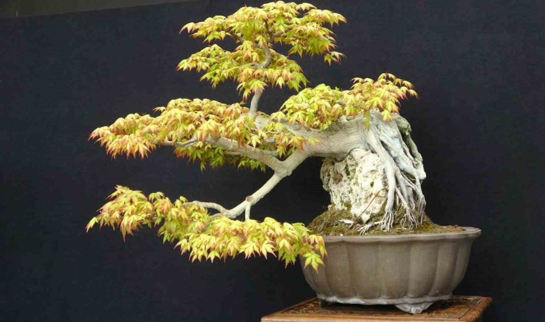Ömürlerini bonsai sanatına adayan sanatçılar, ağaç ve odunsu bitkileri yıllar