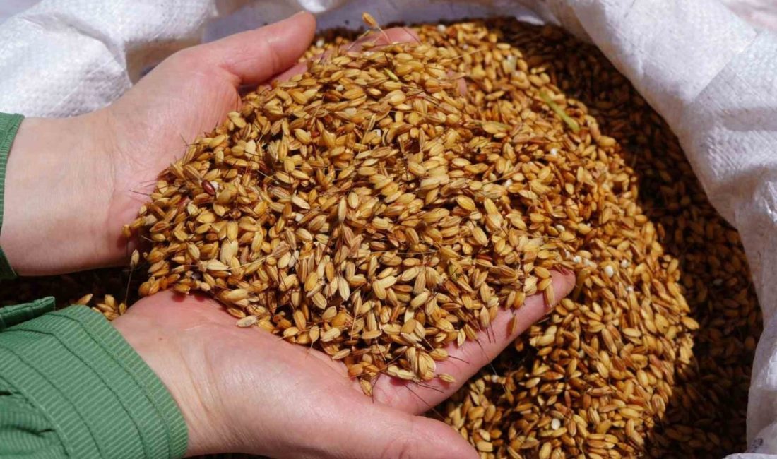 Ilgaz Belediye Başkanı Mehmet Öztürk’ün Ilgaz sarıkılçık pirinciyle ilgili Avrupa