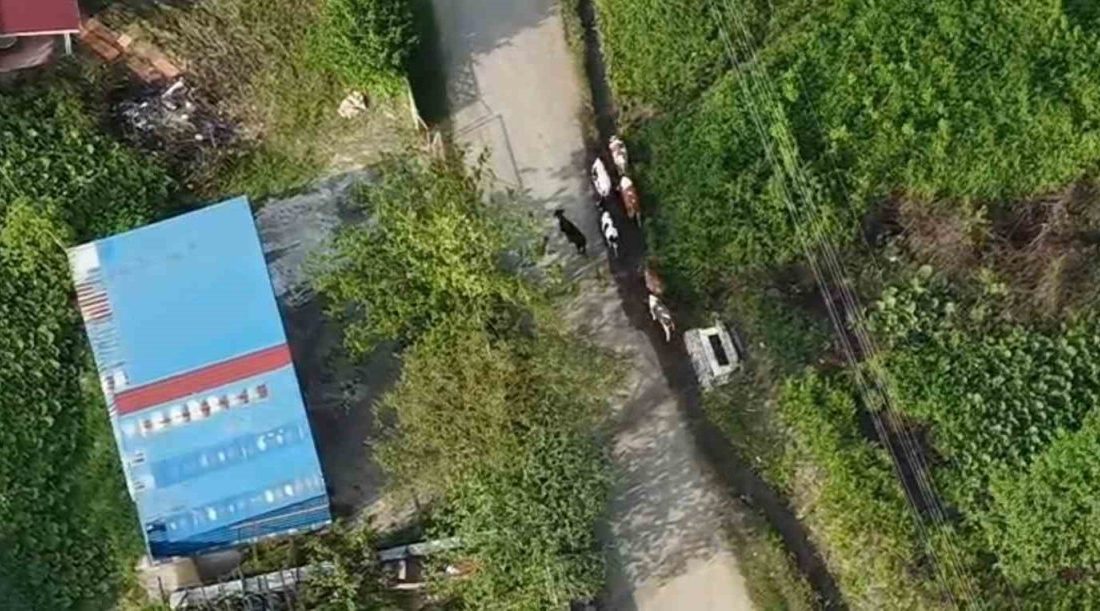 Sakarya’nın Hendek ilçesinde otladıkları sırada kaybolan 7 adet büyükbaş hayvan,