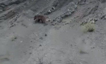 Bilecik’te bir yamaca tırmanmaya çalışan ve devamlı ayağı kayarak yuvarlanan
