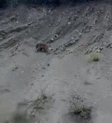 Bilecik’te bir yamaca tırmanmaya çalışan ve devamlı ayağı kayarak yuvarlanan