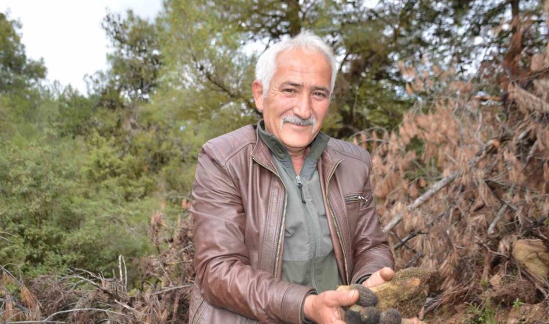 Bilecik’te geçtiğimiz sene çıkan yangınla birlikte heba olan 140 bin