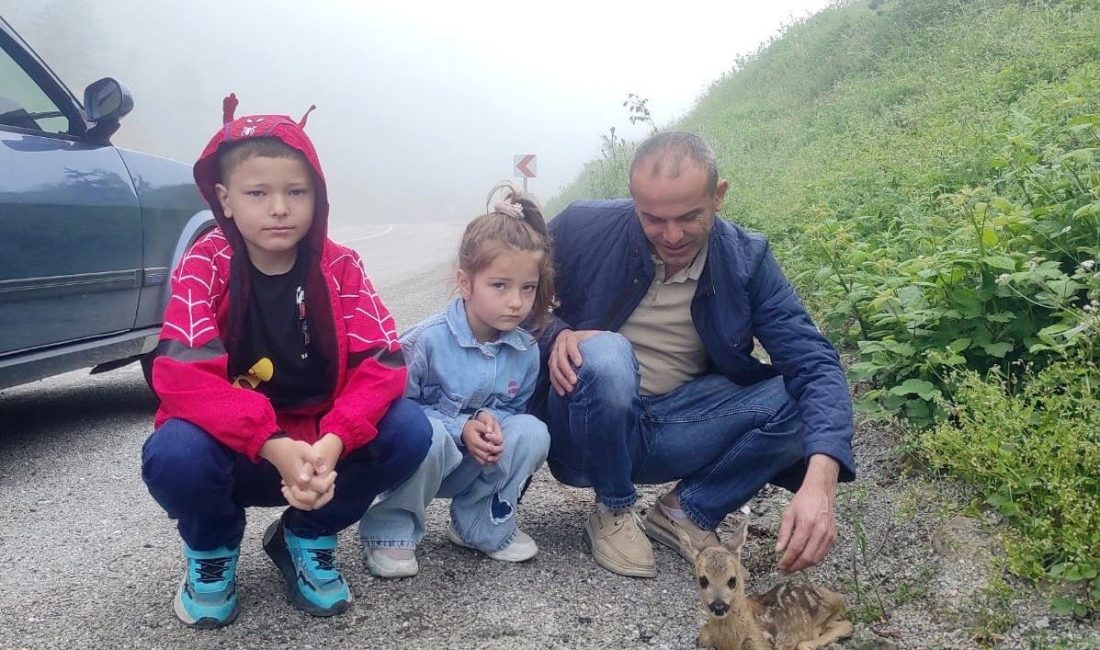 Kastamonu’nun İnebolu ilçesinde kayalıktan düşerek yaralanan yavru karaca, yoldan geçen