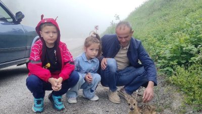 Kastamonu’nun İnebolu ilçesinde kayalıktan düşerek yaralanan yavru karaca, yoldan geçen