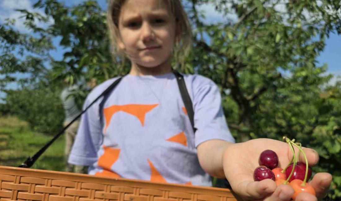 Düzce’de 8 dönümlük araziye kurulan 440 ağaçlık kiraz bahçesi, ziyaretçilerine