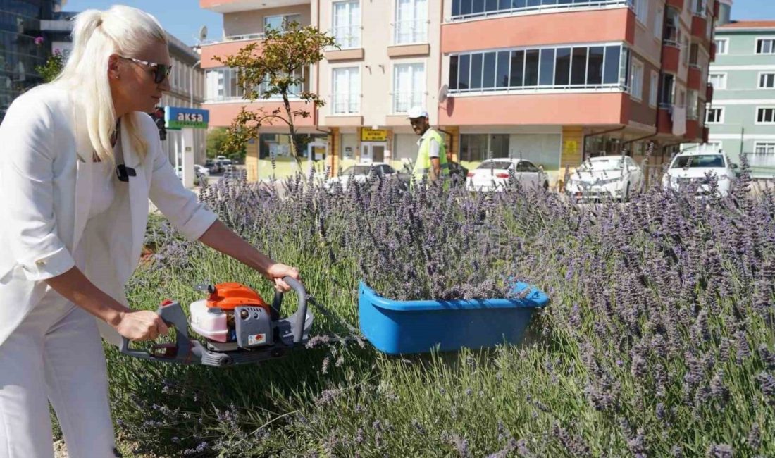 Bilecik Belediyesi tarafından orta refüjlerde yetiştirilen lavantalar, uluslararası düzeyde düzenlenen