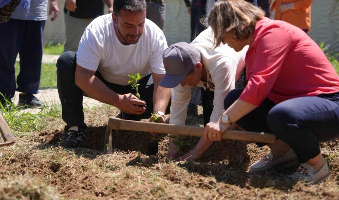 Düzce Belediyesi Tarım Akademisi’nde ata tohumundan elde edilen fideler, Ertan