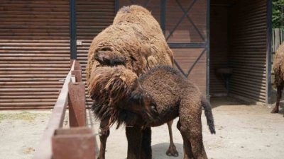“Avrupa’nın en büyük doğal yaşam parkı” unvanlı Ormanya Doğal Yaşam
