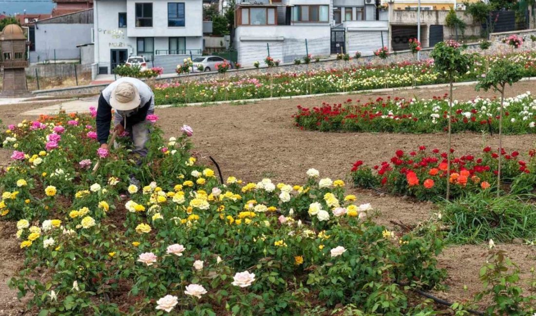 Kocaeli’nin Başiskele ilçesinde 160 farklı çeşitte 15 bin gülün yer