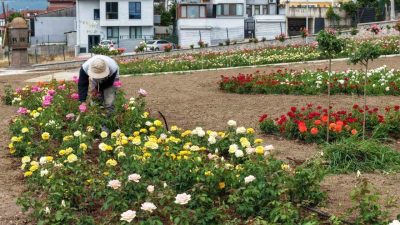 Kocaeli’nin Başiskele ilçesinde 160 farklı çeşitte 15 bin gülün yer