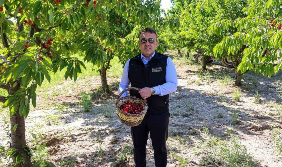 Bilecik’te 27 bin dekarda yıllık yaklaşık 15 bin 500 ton kiraz üretimi Bilecik ve ilçelerinde kiraz hasadı tüm hızıyla devam derken, 27