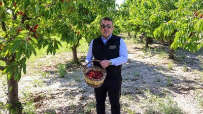 Bilecik ve ilçelerinde kiraz hasadı tüm hızıyla devam derken, 27