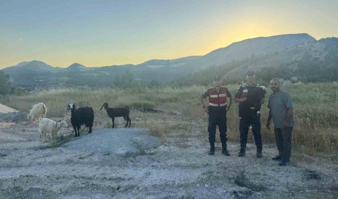 Bilecik’te kaybolan 9 küçükbaş hayvan jandarma tarafından bulunarak sahibine teslim