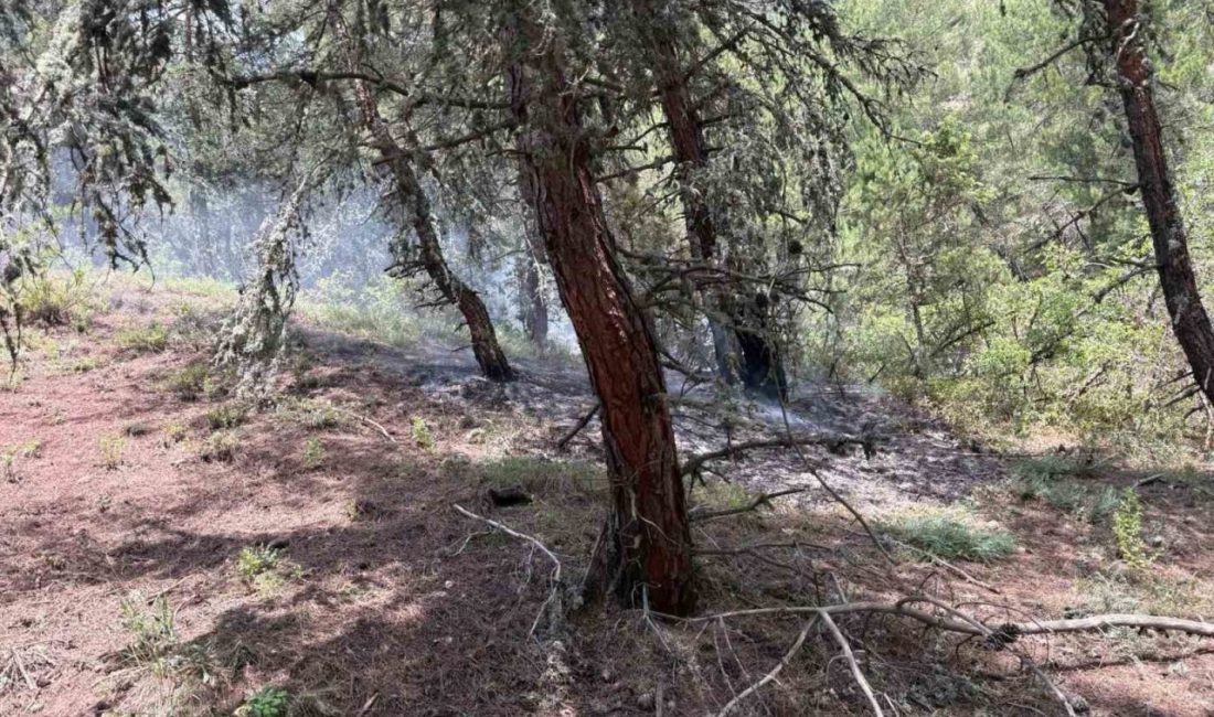 Bilecik’te ormanlık alana yıldırım düşmesi sonucu yangın çıktı. Bilecik’in Gölpazarı