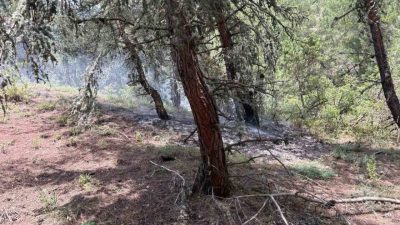 Bilecik’te ormanlık alana yıldırım düşmesi sonucu yangın çıktı. Bilecik’in Gölpazarı