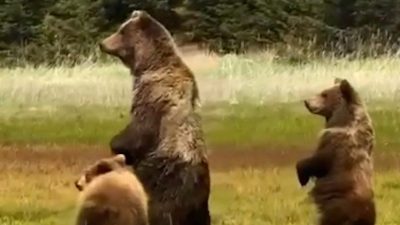 Bolu’da anne ayı ve iki yavrusu, çimenlik alanda görüntülendi. Gerede
