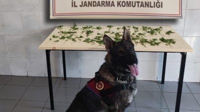 Bolu’da jandarma ekiplerince kaçakçılık ve uyuşturucu madde ticaretiyle mücadele kapsamında