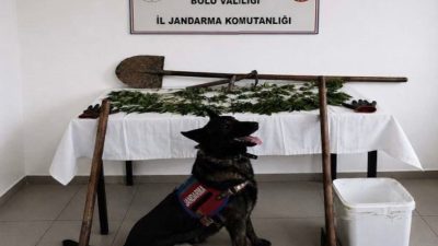 Bolu’da kaçakçılıkla mücadele çalışmaları kapsamında düzenlenen operasyonda 73 kök kenevir