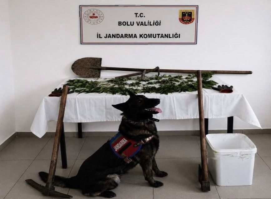 Bolu’da kenevir bahçesi oluşturan şüpheli tutuklandı Bolu’da kaçakçılıkla mücadele çalışmaları kapsamında düzenlenen operasyonda 73 kök kenevir