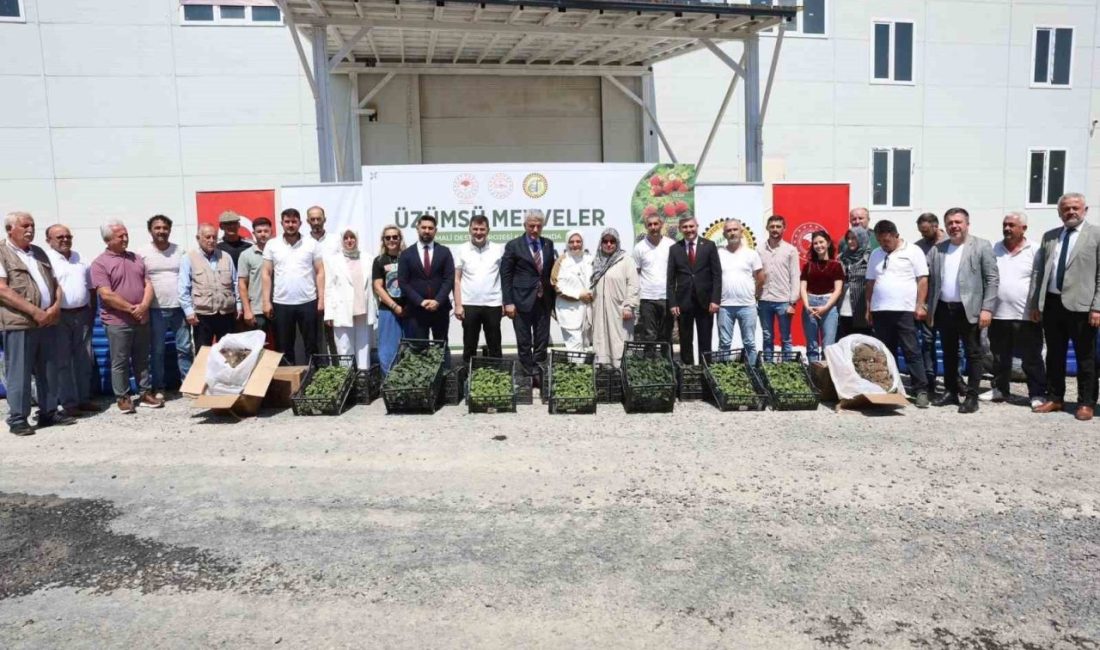 DÜZCE(İHA) – Düzce’de Üzümsü Meyveler Mali Destek Projesi kapsamında çiftçilere