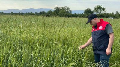 DÜZCE(İHA) – Düzce’nin Kaynaşlı ilçesinde yem bitkileri ekili alanlarında kontroller