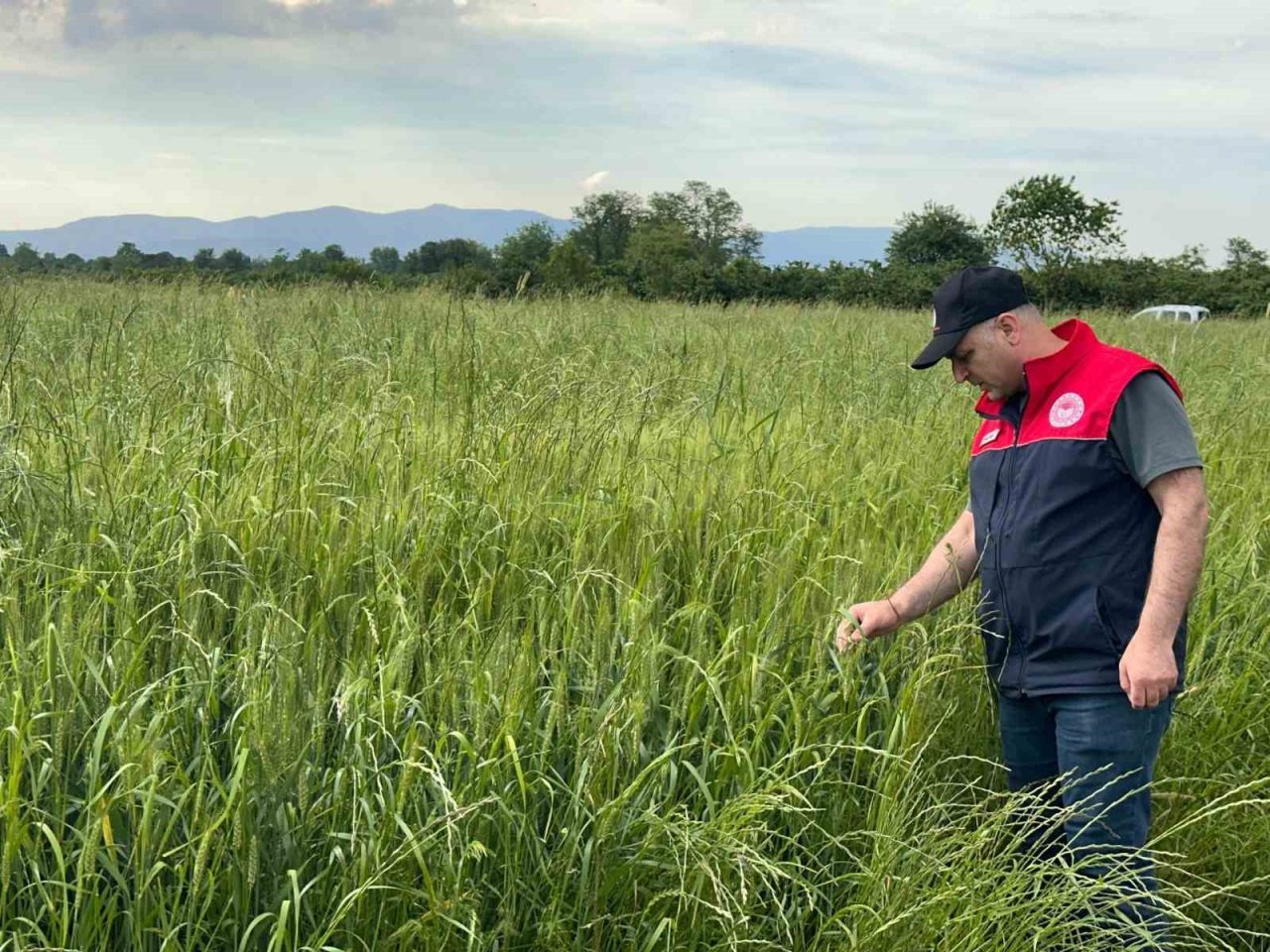 Düzce’de yem bitkileri ekili alanlar denetlendi