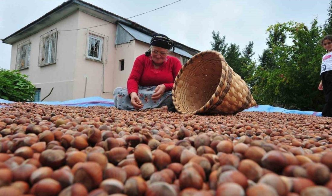 Düzce’den AB ülkelerine 5 bin 291 ton fındık ihraç edildi Düzce’den Avrupa Birliğine üye ülkelere dört ayda 5 bin 291,7