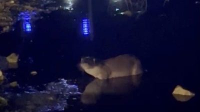 Bolu’nun Yeniçağa ilçesinde bulunan Yeniçağa Gölü’nde gece saatlerinde ortaya çıkan