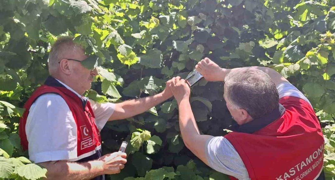 Kastamonu’nun İnebolu ilçesinde kahverengi kokarcaya karşı ormanlık alana 5 bin