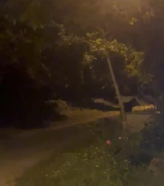 Düzce’de köye gece saatlerinde inen ayı, köylülere büyük heyecan ve