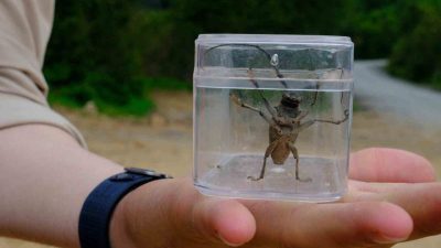 Kuzuyayla’da düzenlenen “Tür Say” etkinliğinde bir araya gelen doğaseverler, bölgedeki